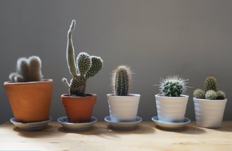 Inspirasi Desain Taman Pinggir Rumah Sempit, Namun Tetap Estetik