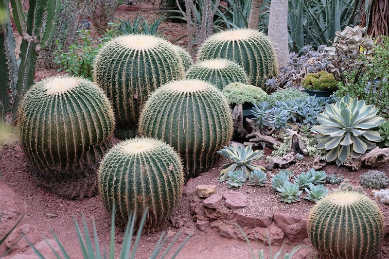 Tanaman untuk Taman Kering