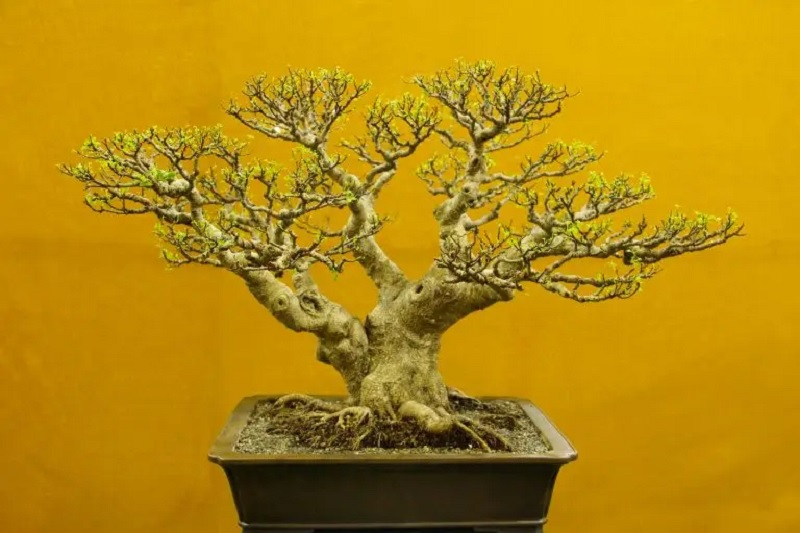 Banyak Orang Suka, Inilah Daya Tarik Tanaman Hias Bonsai Kimeng 1