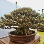 Banyak Orang Suka, Inilah Daya Tarik Tanaman Hias Bonsai Kimeng