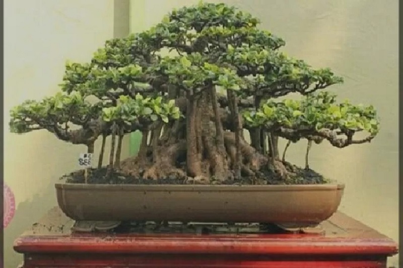 Banyak Orang Suka, Inilah Daya Tarik Tanaman Hias Bonsai Kimeng 2