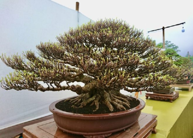 Banyak Orang Suka, Inilah Daya Tarik Tanaman Hias Bonsai Kimeng
