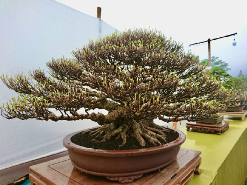 Banyak Orang Suka, Inilah Daya Tarik Tanaman Hias Bonsai Kimeng